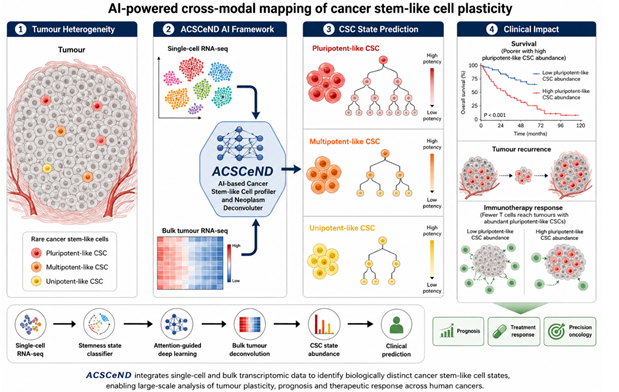 AI uncovers hidden cancer stem cells responsible for tumour recurrence paving way to precision medicine